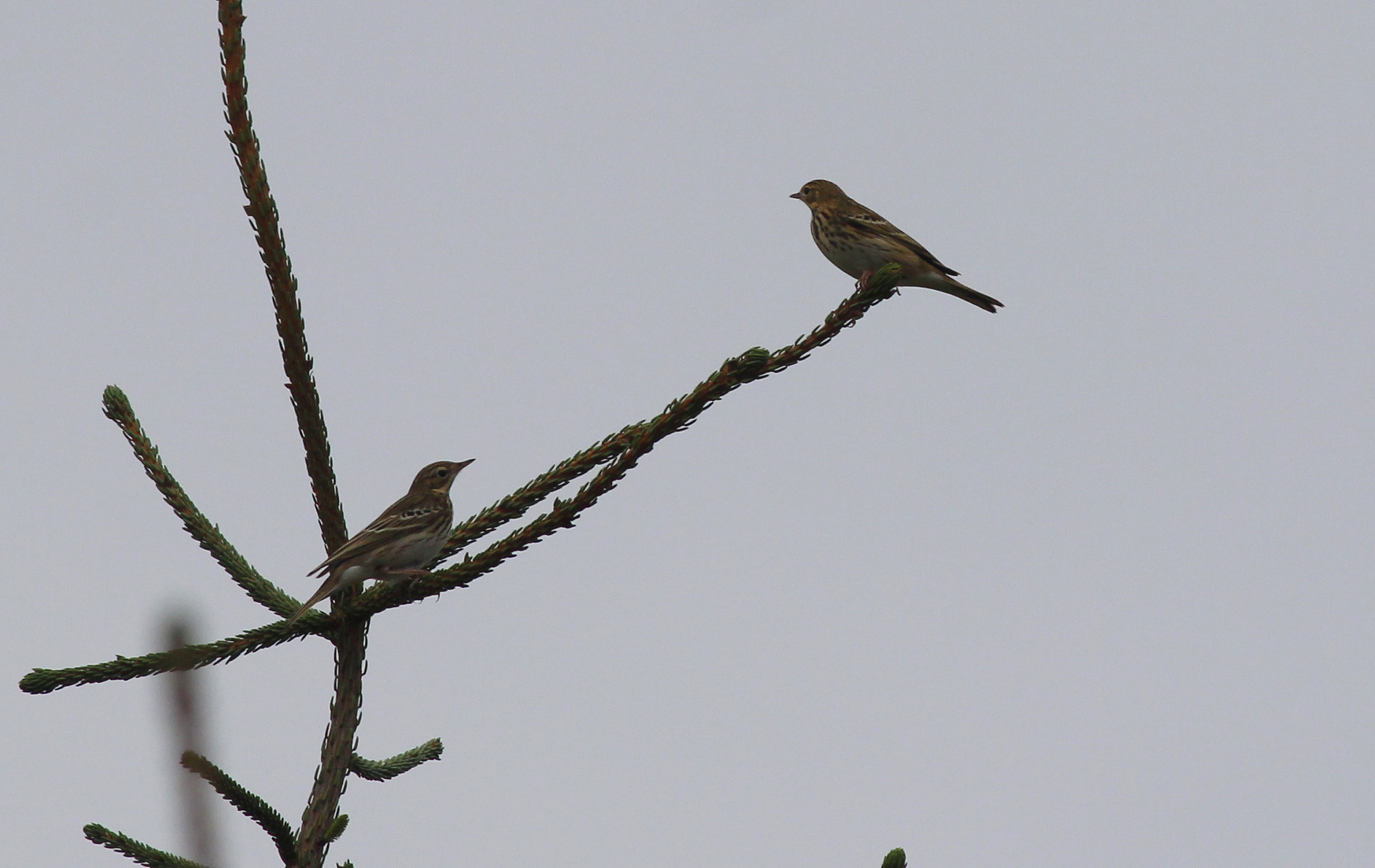 Tree Pipit